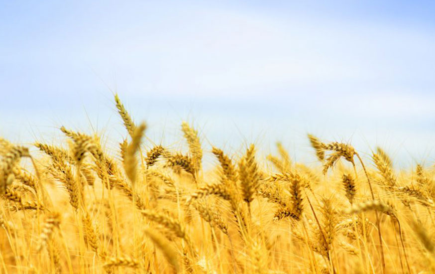 Don’t be a Glutton When It Comes to Gluten Image