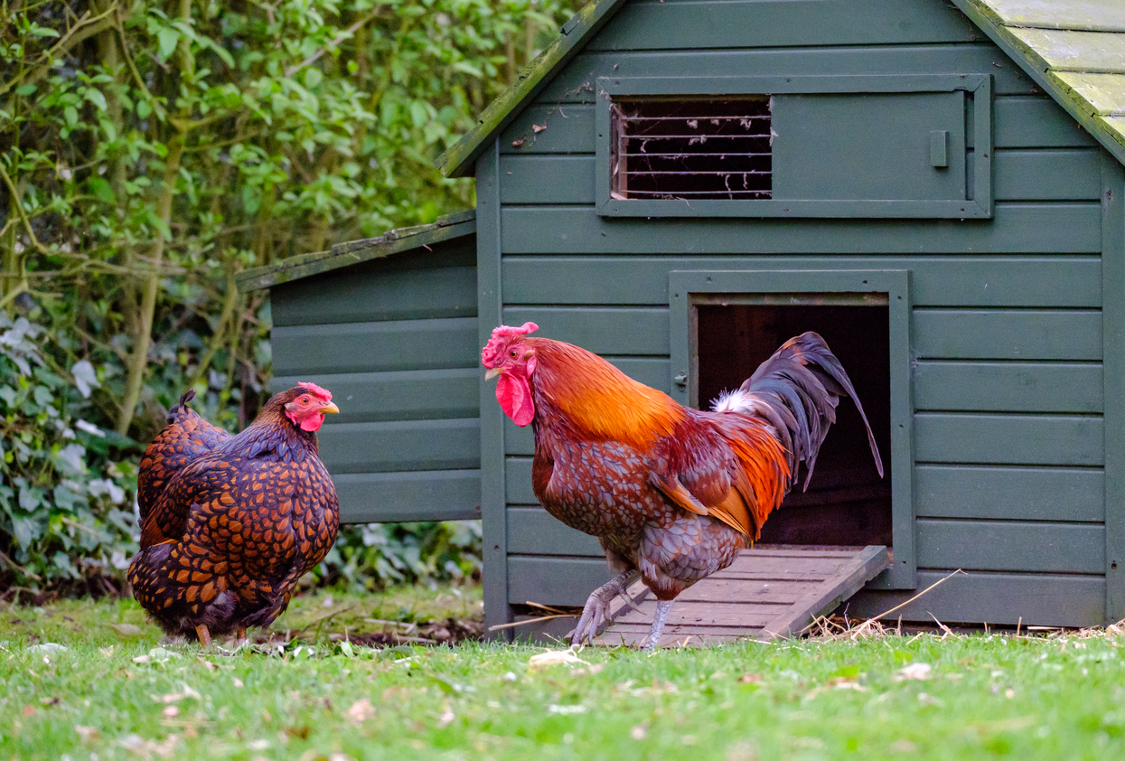 Domesticated bantam chickens seen in a large, rural garden during springtime.